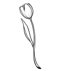 tulip on a white background, graphic tulip with a leaf made of thin lines