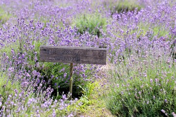 Pole lawendy z napisem "Nie zrywać lawendy". Uprawa lawendy, piękne pole, farma kwiatowa w folorze filetowym.