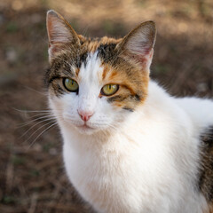 A Portrait of a Tricolor Cat