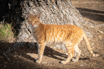 A Ginger Tabby Cat