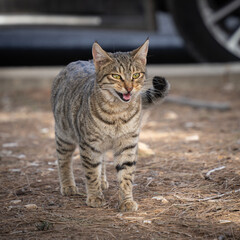 A Portrait of a Street Cat
