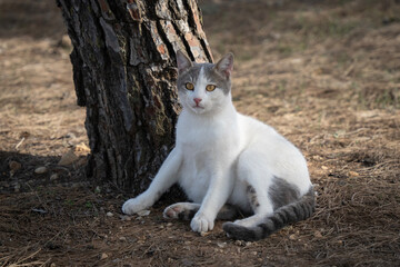 A Cat Leaning against a Tree