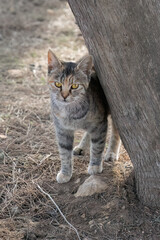 A Cat Leaning against a Tree