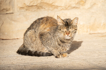 A Cat Basking in the Sunlight