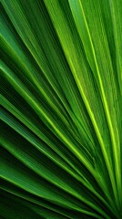 Obraz premium A close-up of the vibrant green palm leaf, showcasing its intricate patterns and textures, template for social media banner, digital marketing, web, mobile wallpaper, greetings card