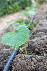 Cucumber seedling emerging from rich soil, receiving precise water through drip irrigation, highlighting sustainable farming techniques