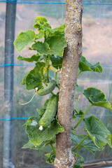 Cucumber plant climbing on wooden support inside greenhouse, showing leaves, flowers and growing cucumbers