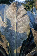 Close up of a cabbage leaf heavily infested with whiteflies, highlighting the damage caused by these pests