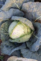 Close up of a cabbage head ripening in the field, showcasing the texture and color of its leaves
