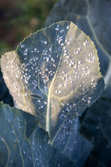 Whiteflies clustering densely on green cabbage leaf, revealing severe agricultural crop damage and pest infestation problem