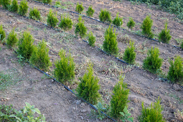 Rows of small thuja occidentalis brabant growing in a tree nursery, watered by an automatic irrigation system