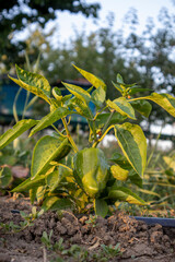 Green bell pepper growing vibrantly in sunlit home garden, representing fresh organic gardening success