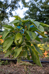 Green bell pepper ripening on stem, water dripping from irrigation line through vegetable garden rows