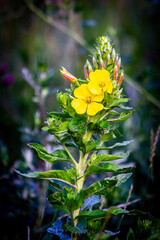 yellow flower in the garden