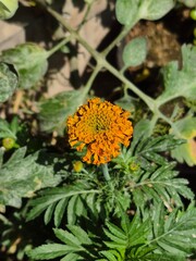 Close-Up of an Orange Marigold Flower