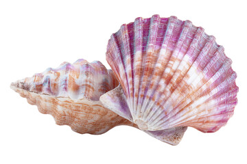 Obraz premium Two seashells, close-up. Colorful, intricate patterns. One is a spiral, the other a scallop. Isolated on black