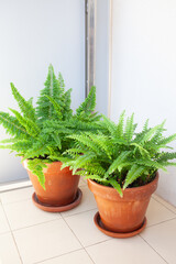 Two healthy Boston ferns (Nephrolepis exaltata and compacta species) growing in matching terracotta pots on sunlit balcony floor, ideal for urban gardening and natural home decor