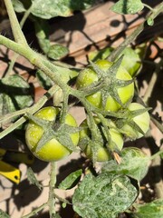 Close-Up of Green Tomatoes Growing on Vine