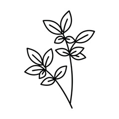 Thin line two oregano sprigs on herb plant