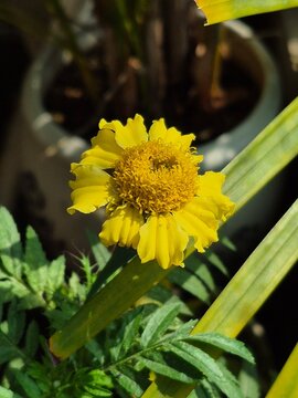 Closeup of a Yellow Marigold Flower