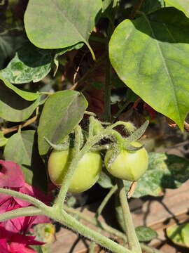 Unripe Green Tomatoes on a Plant