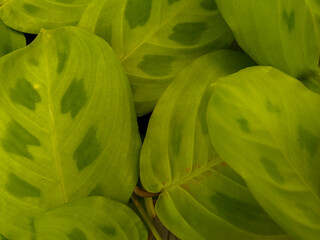 Maranta leaf pattern