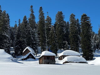 Snow-covered wooden cabins nestled in a serene alpine forest under a clear blue sky. Peaceful winter landscape with tall fir trees and untouched snow in a remote mountain area.