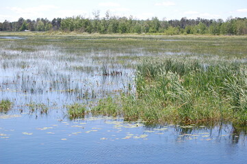 reeds in the water