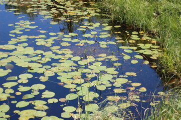 lilly pads