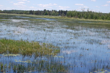 Marsh lake