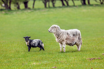 Shaggy ewe and black-and-white lamb standing in green farm pasture with a line of trees in the background