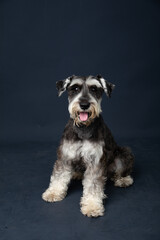 Studio portrait of a cute miniature schnauzer against a dark background.