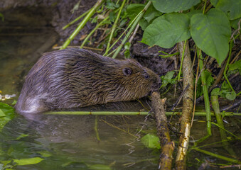 Beaver in Natural Habitat Near Water