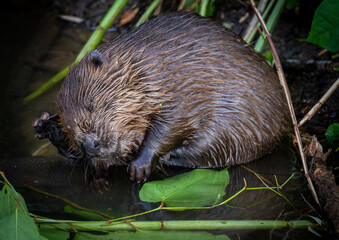 Beaver in Natural Habitat Near Water
