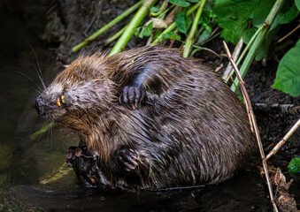 Beaver in Natural Habitat Near Water