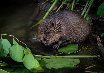 Beaver in Natural Habitat Near Water