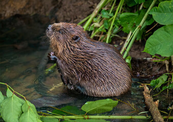 Beaver in Natural Habitat Near Water