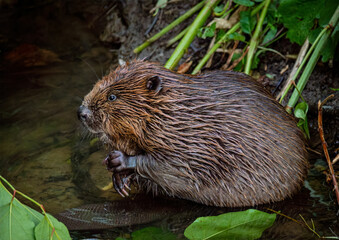 Beaver in Natural Habitat Near Water