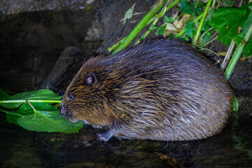 Beaver in Natural Habitat Near Water
