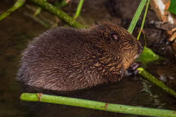Beaver in Natural Habitat Near Water
