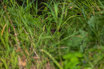 Beaver in Natural Habitat Near Water