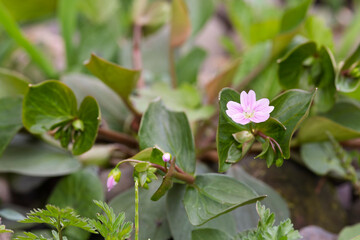 Pink Purslane flowering on stony bank of a rural river
