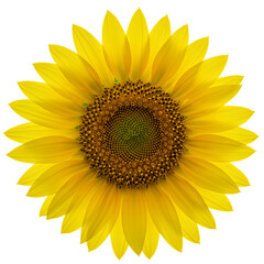 Fototapeta premium Bright Yellow Sunflower Bloom Isolated Transparent