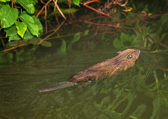 Beaver in Natural Habitat Near Water