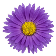 Obraz premium High Quality Aster Flower Head Transparent Background