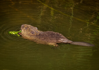 Beaver in Natural Habitat Near Water