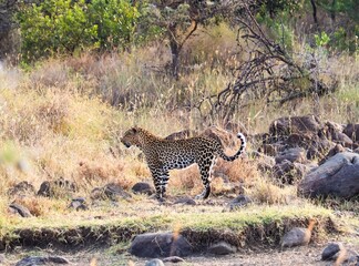 Leopard walking in the african savanna during dry season