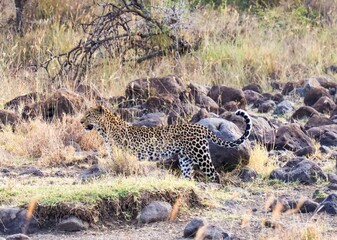 Leopard walking in the savannah during a safari in Africa