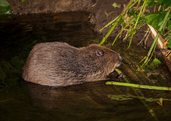 Beaver in Natural Habitat Near Water