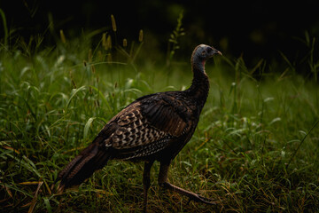 Wild Turkey in Tennessee 